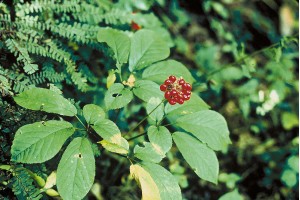 Ginseng américain (to be translated)